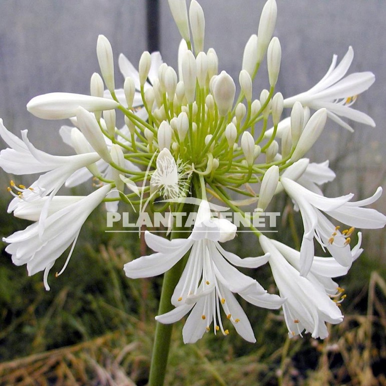  AGAPANTHUS Headbourne White