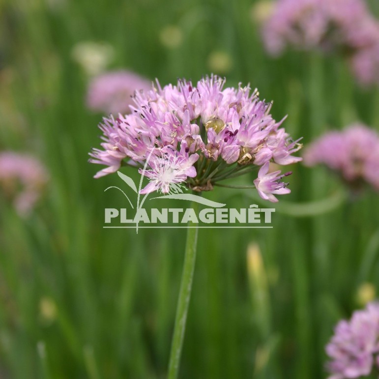  ALLIUM senescens  ssp montanum