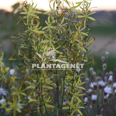  ASPHODELINE liburnica