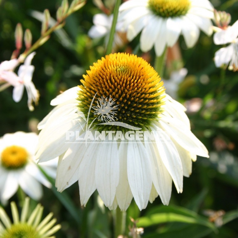  ECHINACEA purpurea White Swan 