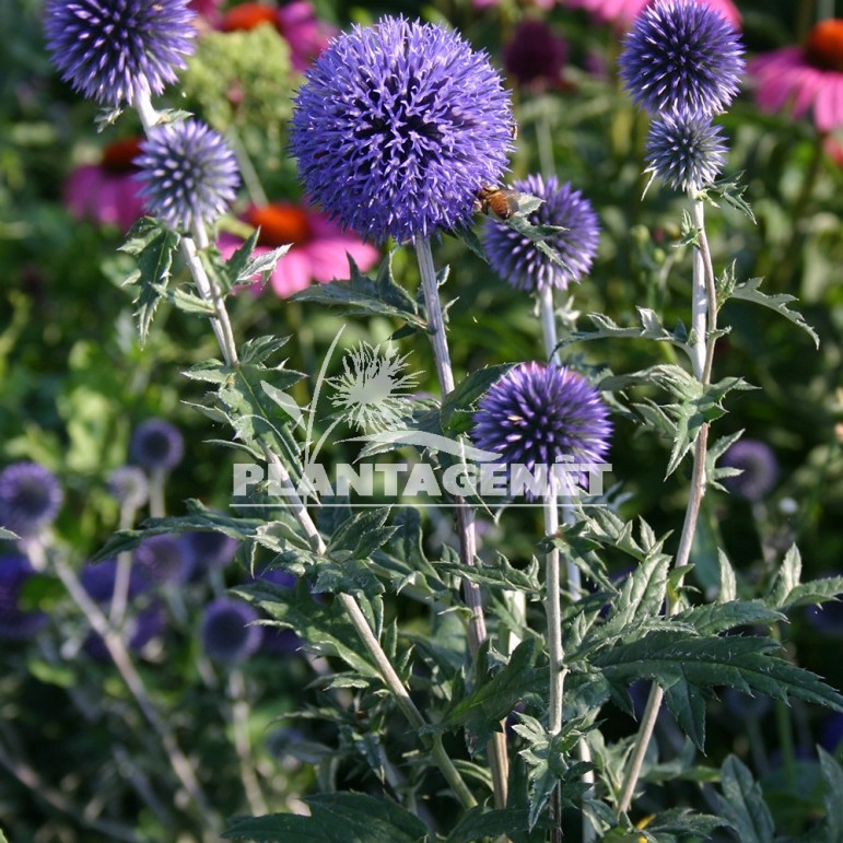  ECHINOPS ritro Veitch's Blue 