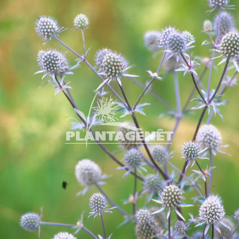  ERYNGIUM variifolium