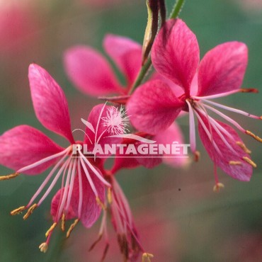  GAURA lindheimeri Siskiyou Pink