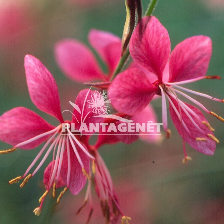  GAURA lindheimeri Siskiyou Pink