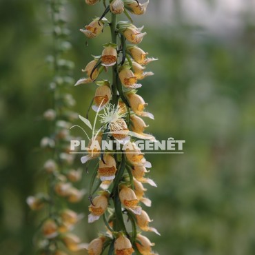 DIGITALIS laevigata