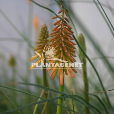 KNIPHOFIA galpinii