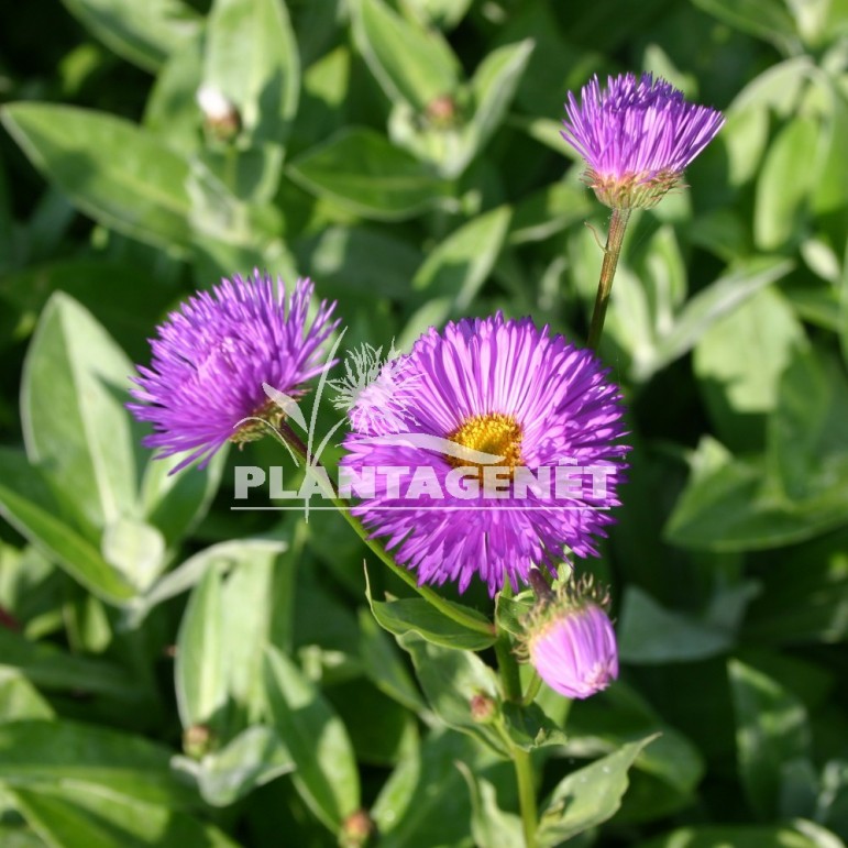 ERIGERON schwarzes Meer