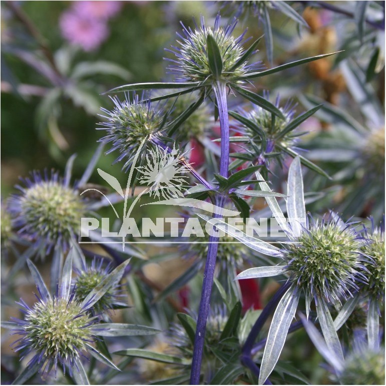 ERYNGIUM planum Blue Glitter