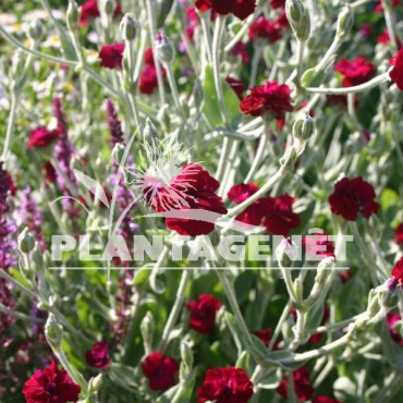 LYCHNIS coronaria Gardeners world