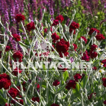 LYCHNIS coronaria Gardeners world