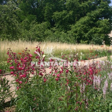 PENSTEMON Andenken an Friedrich Hahn