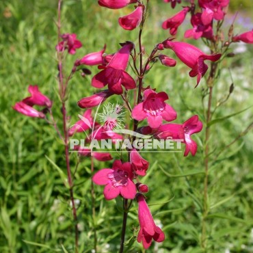 PENSTEMON Andenken an Friedrich Hahn