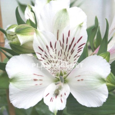 Alstroemeria Maze Lis Des Incas