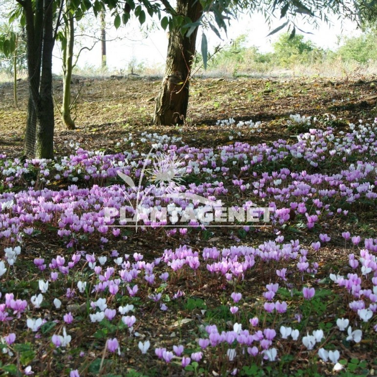 Cyclamen Hederifolium Cyclamen De Naples