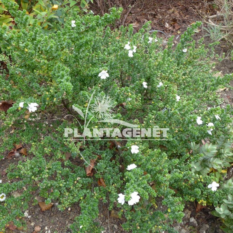 Prostanthera Cuneata