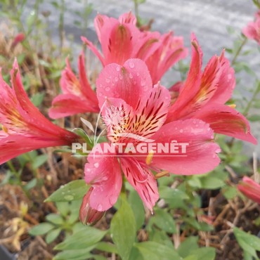 Alstroemeria Longué