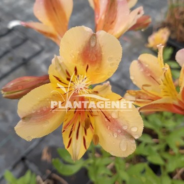 Alstroemeria Nicolas