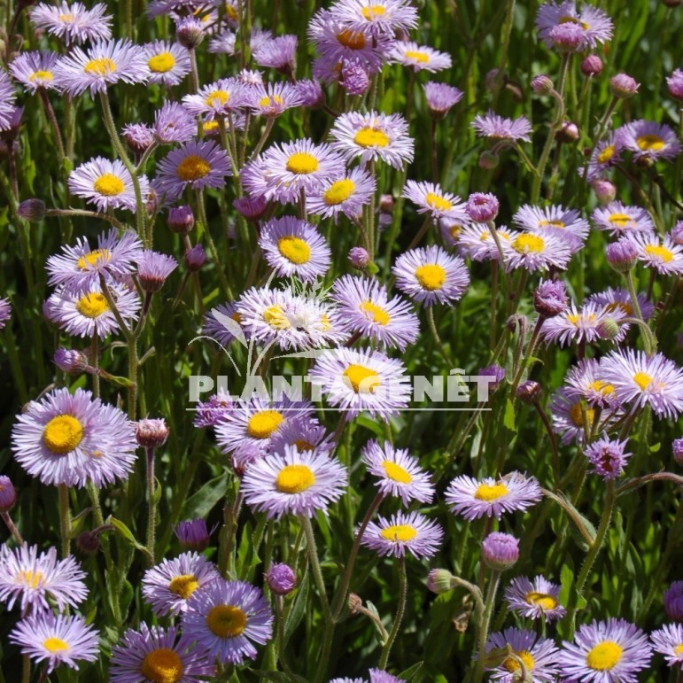 Erigeron glaucus Beachboy blue