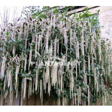 Garrya elliptica James Roof