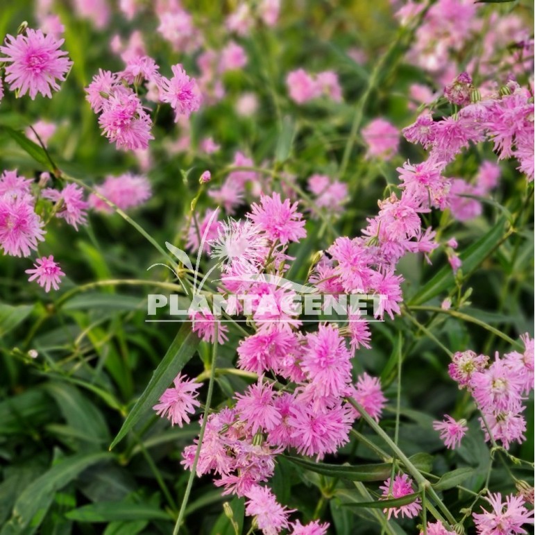 Lychnis Petite Jenny