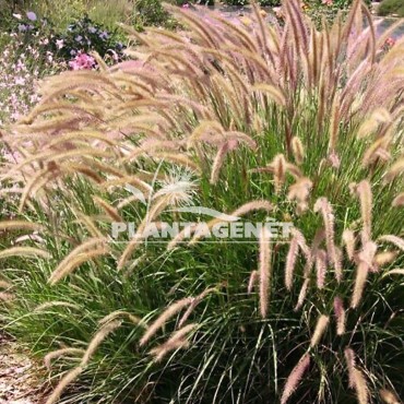 Pennisetum orientale Flamingo