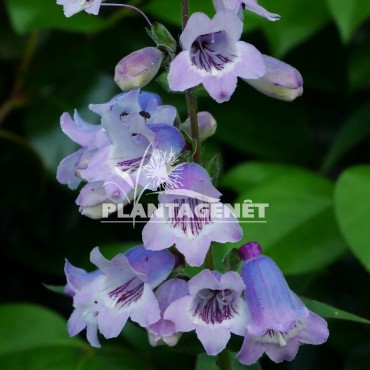 Penstemon Sour Grapes