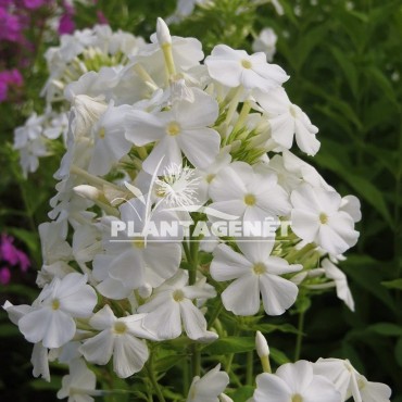 Phlox amplifolia White Clouds