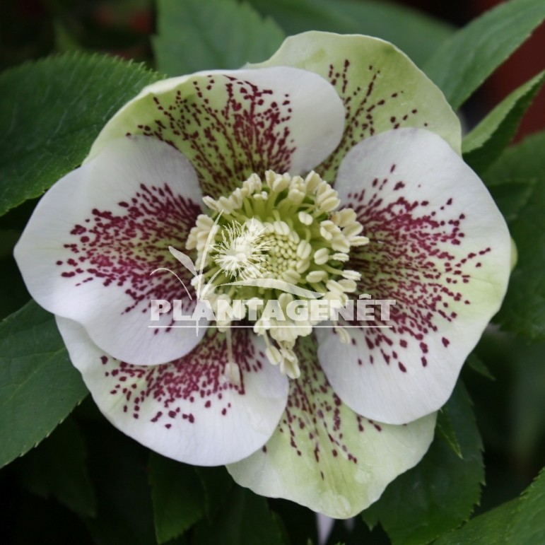 Helleborus x hybridus Pretty Ellen White Spotted