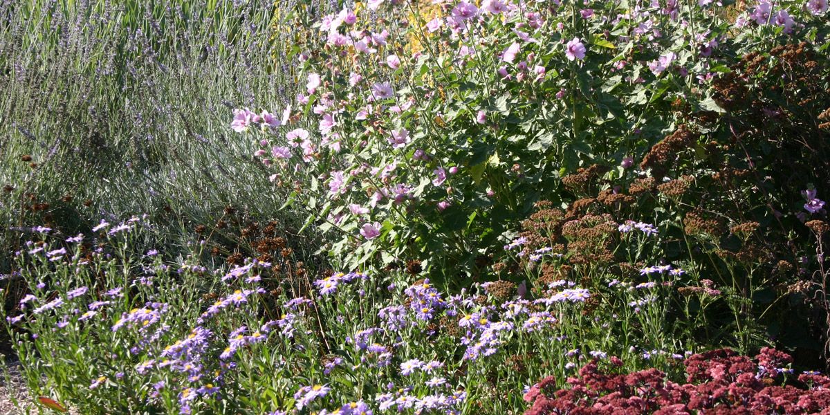 massif de vivaces fleuris sans arrosage
